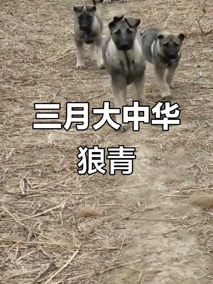 聪明，护主，特像狼，适合看家，看厂，狩猎，陪伴玩耍